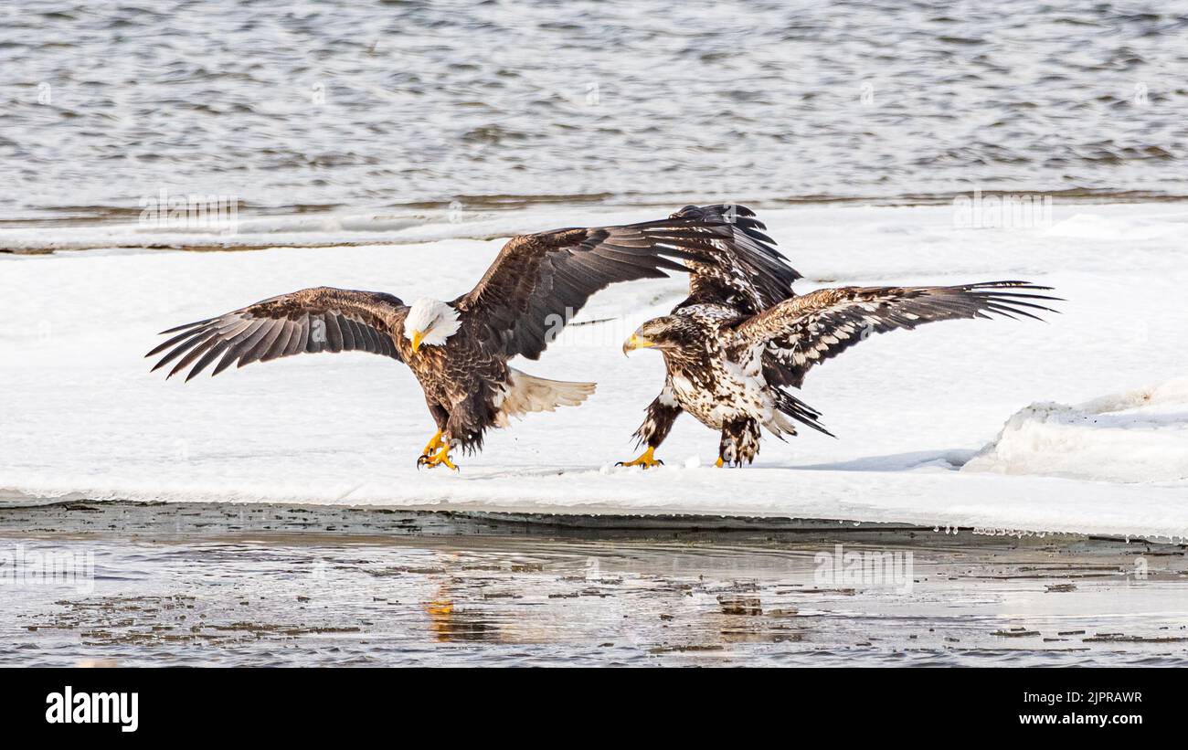 Two wild bald eagles, juvenile and adult standing with wings spread on an icy, frozen shoreline. Stock Photo