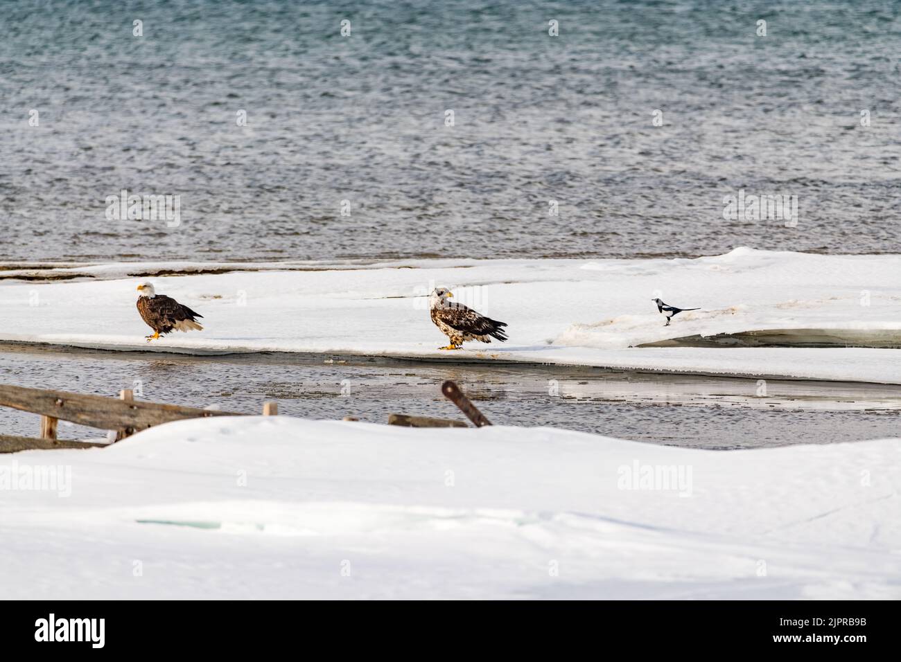 Two bald eagles and a magpie seen standing on a frozen ice edge in northern Canada Stock Photo