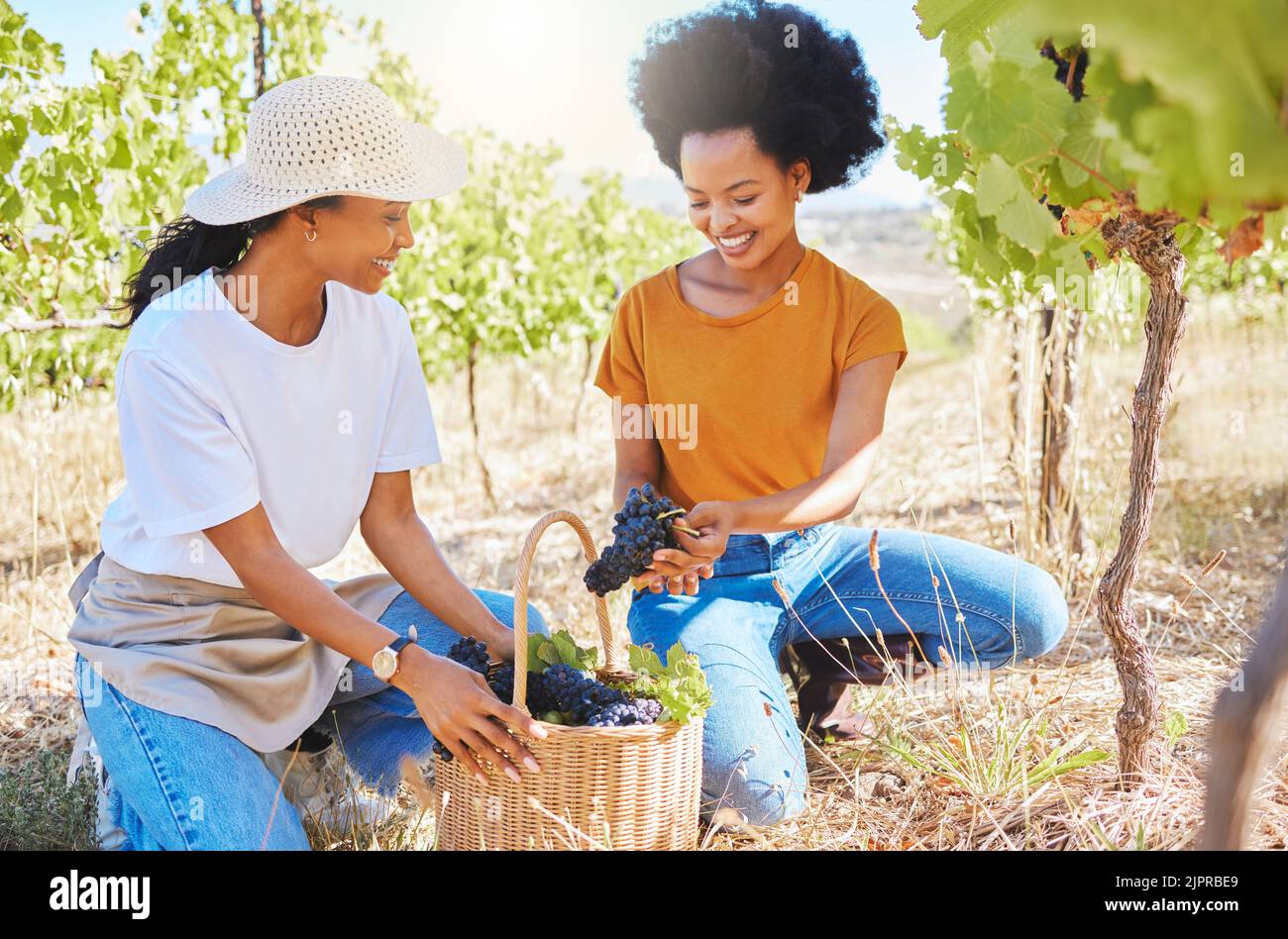 Grapes vineyard, agriculture farmer or nutritionist worker working with fresh black fruit on farm land or countryside. Happy black woman in Stock Photo