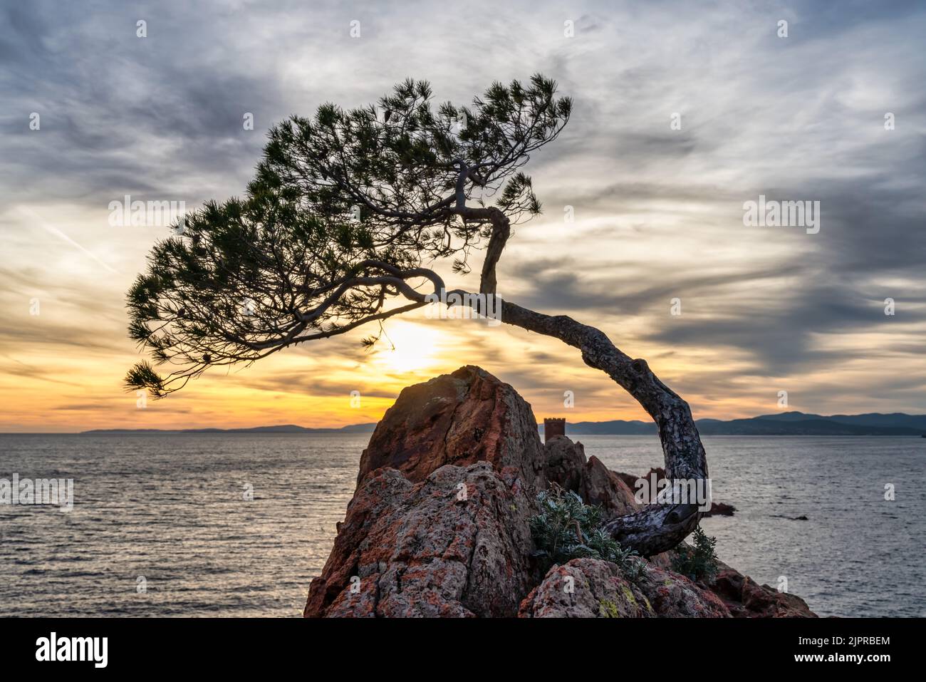 Sunset Rocks Trees Pine tree on a rock hi-res stock photography and images - Alamy