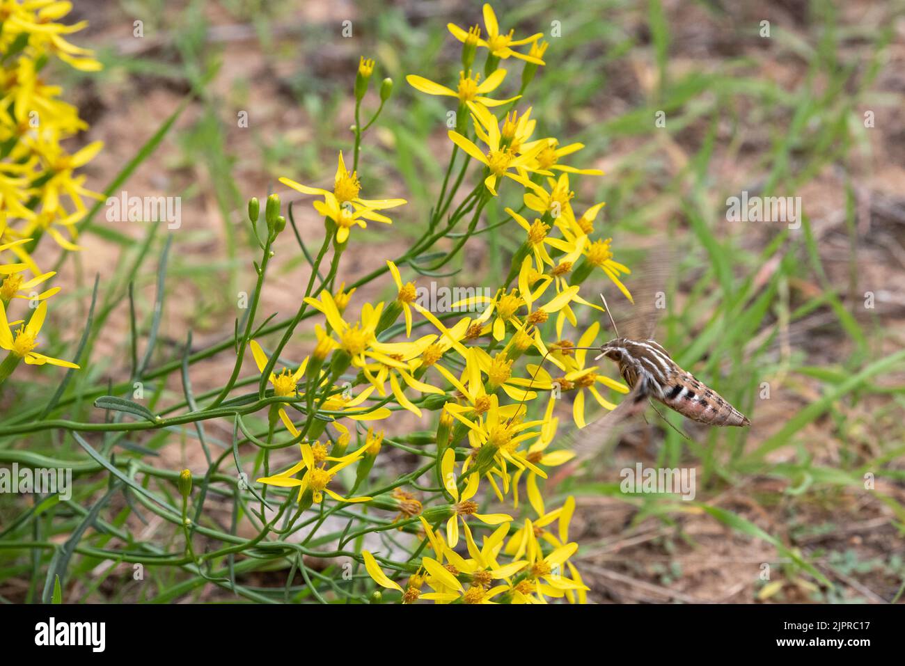 White-lined sphinx moth (Hyles lineata), Canyonlands National Park, Utah. Stock Photo