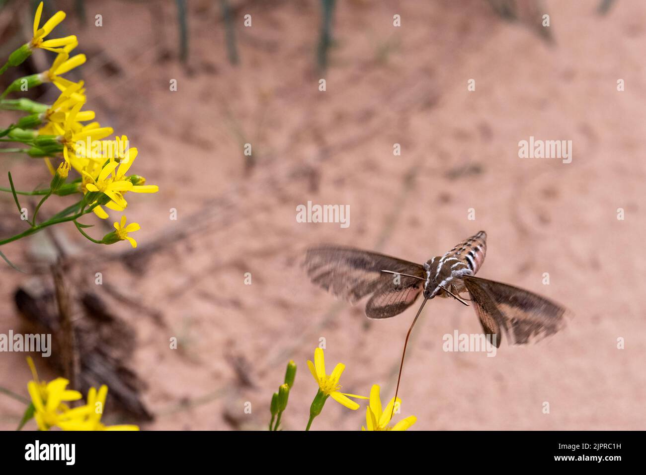 White-lined sphinx moth (Hyles lineata), Canyonlands National Park, Utah. Stock Photo