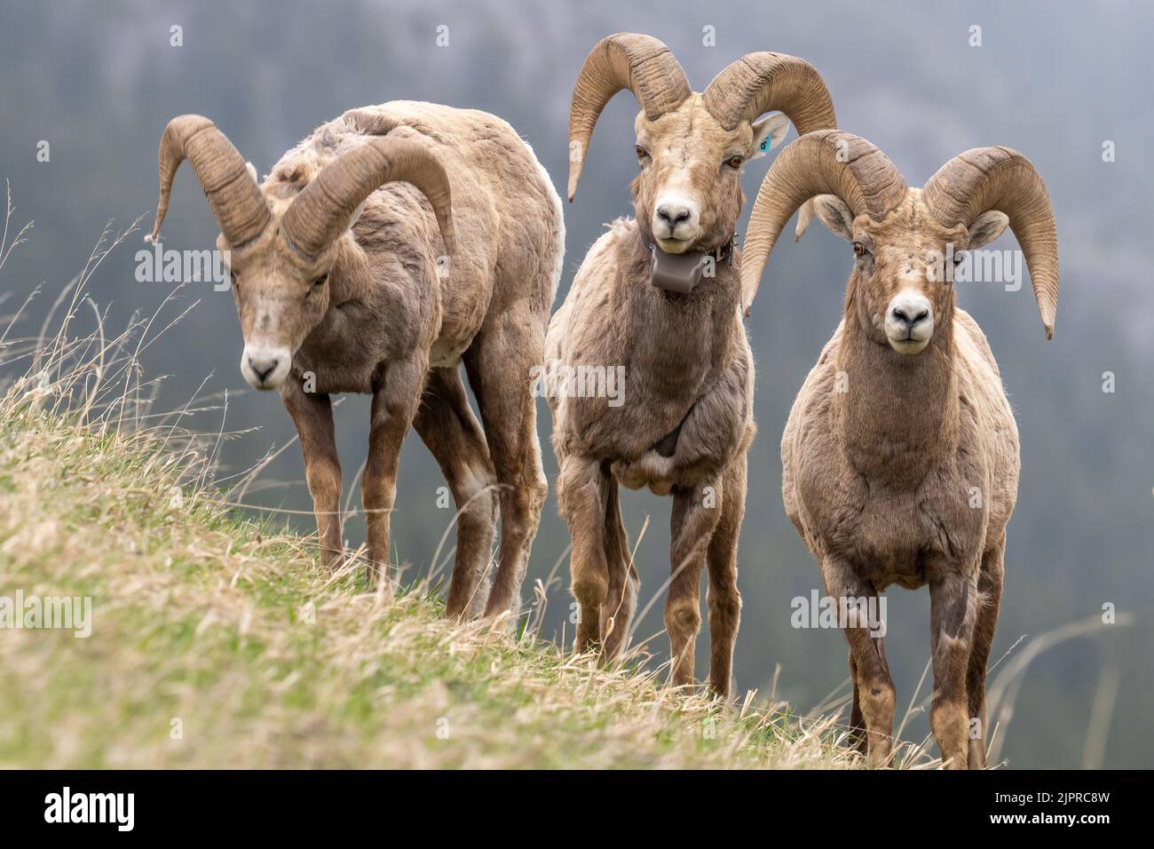 A group of bighorn sheep grazing in the meadow Stock Photo - Alamy