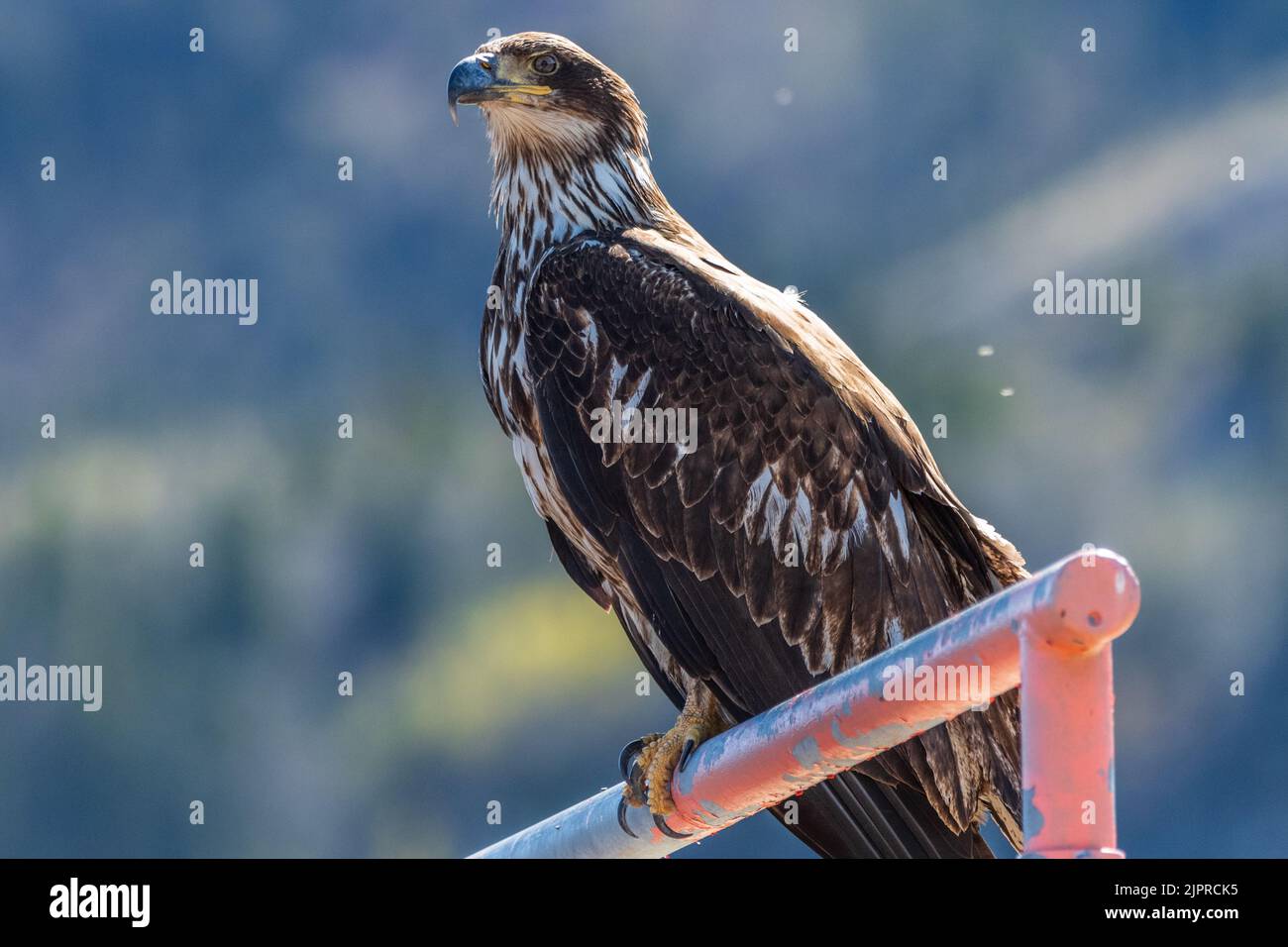 Wild bald eagle seen in natural outdoor environment during summer time in north America. Perched on a red, pole with blurred background in forest Stock Photo