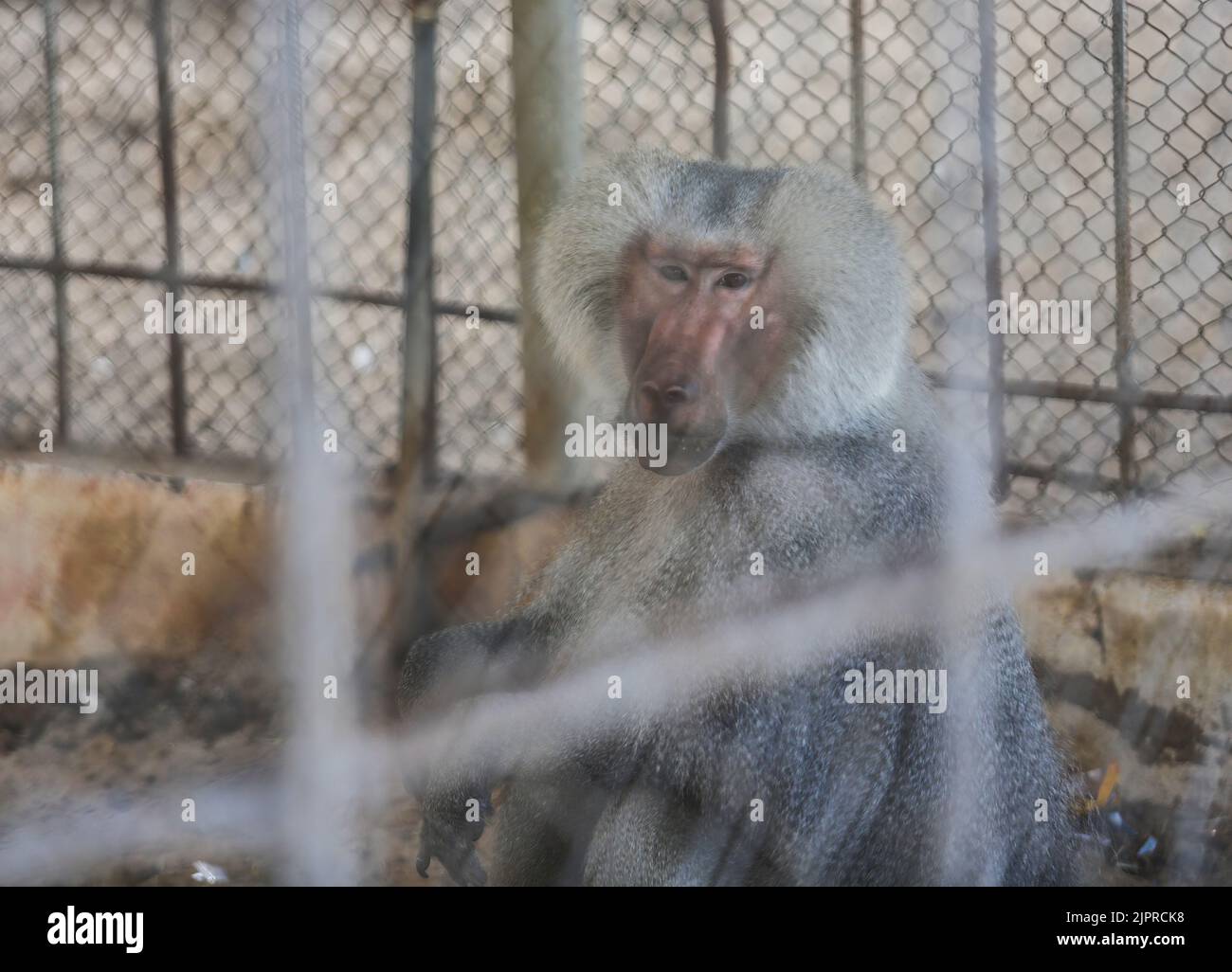 Gaza City, Palestine. 18th Aug, 2022. A monkey is seen in the zoo Nama