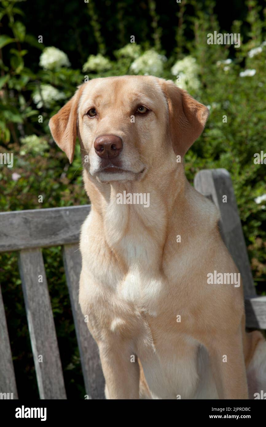 Labrador retriever, female, on park bench, sideways, portrait Stock