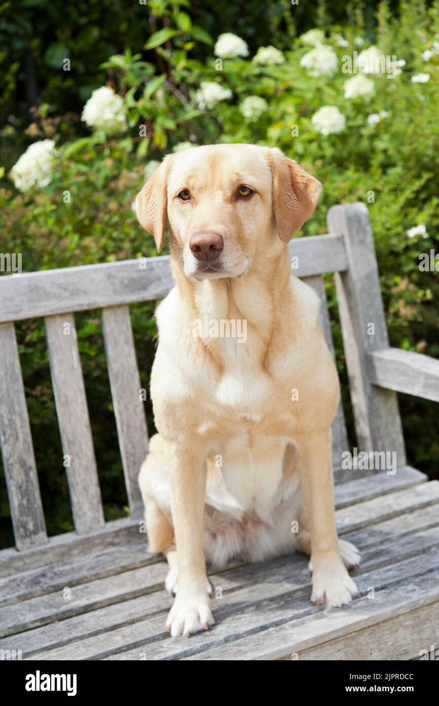 Labrador retriever, female, sitting on park bench, full body, side view Stock Photo