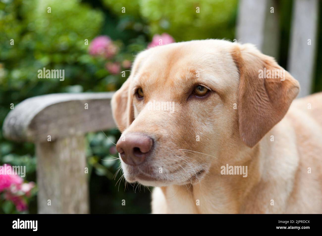 Labrador retriever, female, portrait, sideways Stock Photo