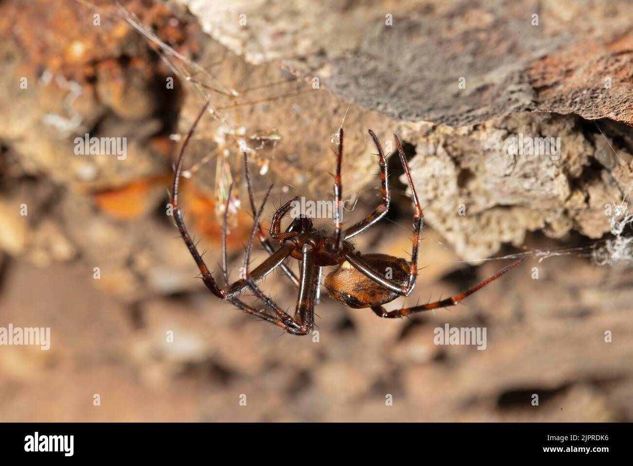 Large european cave spider (Meta menardi), Thuringia, Germany Stock Photo