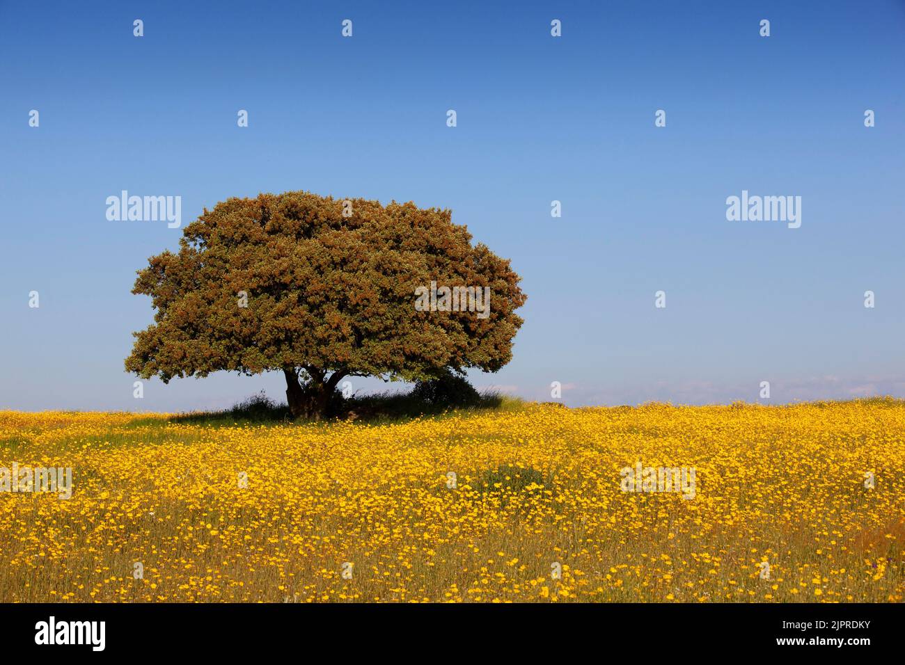 Flowering meadow with holm oak in spring, Extremadura, Spain Stock Photo