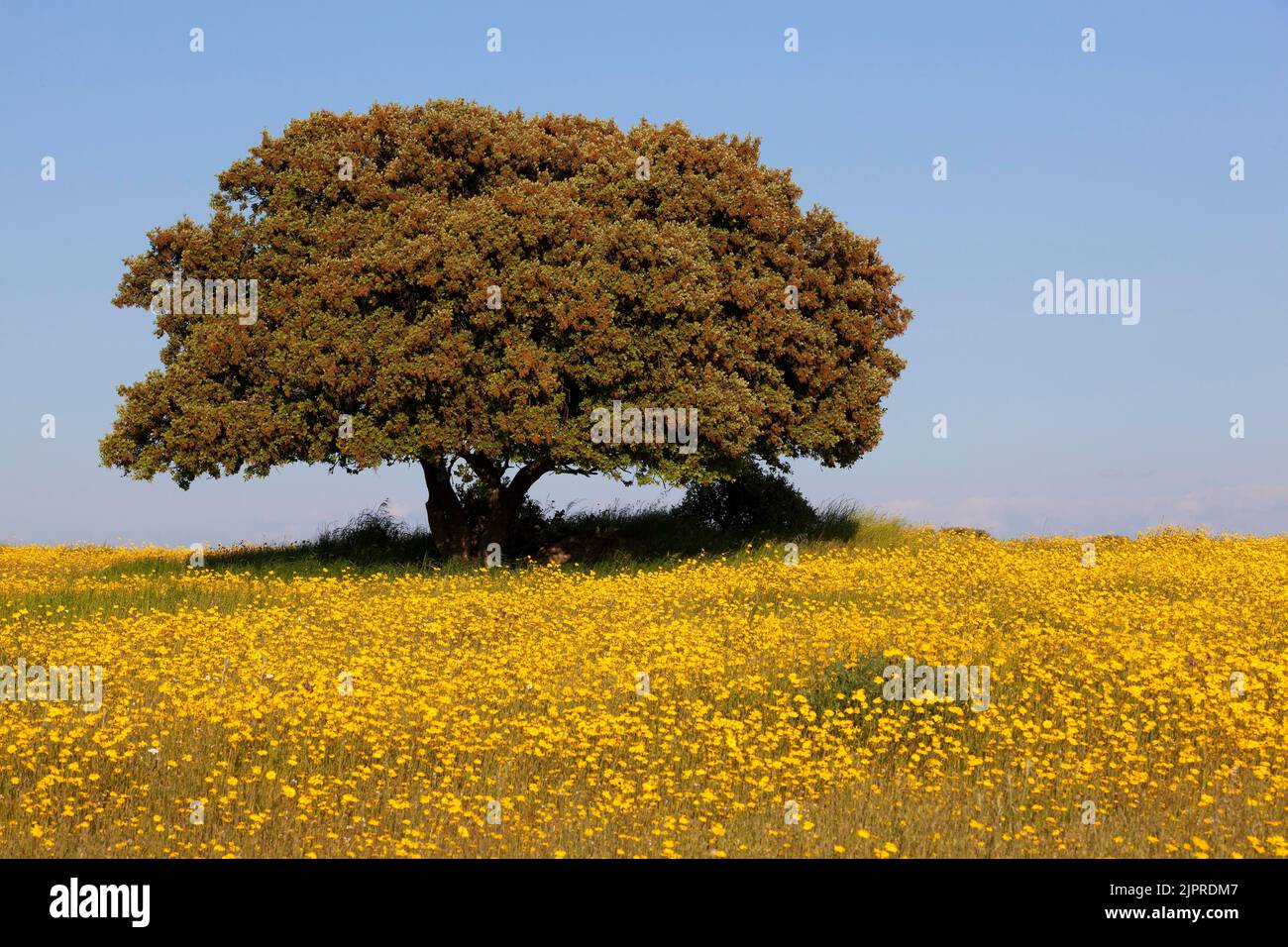 Flowering meadow with holm oak in spring, Extremadura, Spain Stock Photo