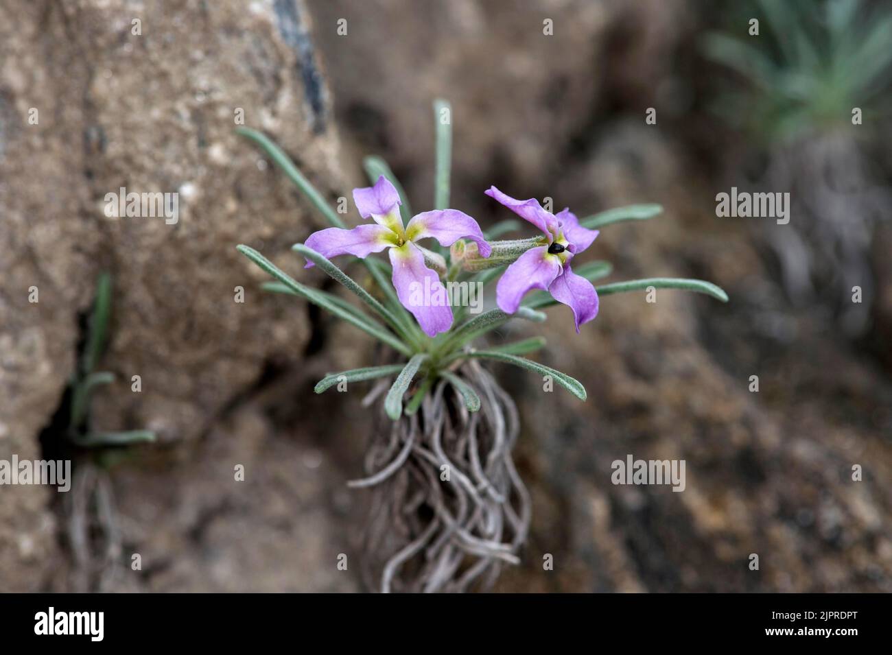 Valais Levkoje (Matthiola valesiaca), Binntal, Valais, Switzerland Stock Photo