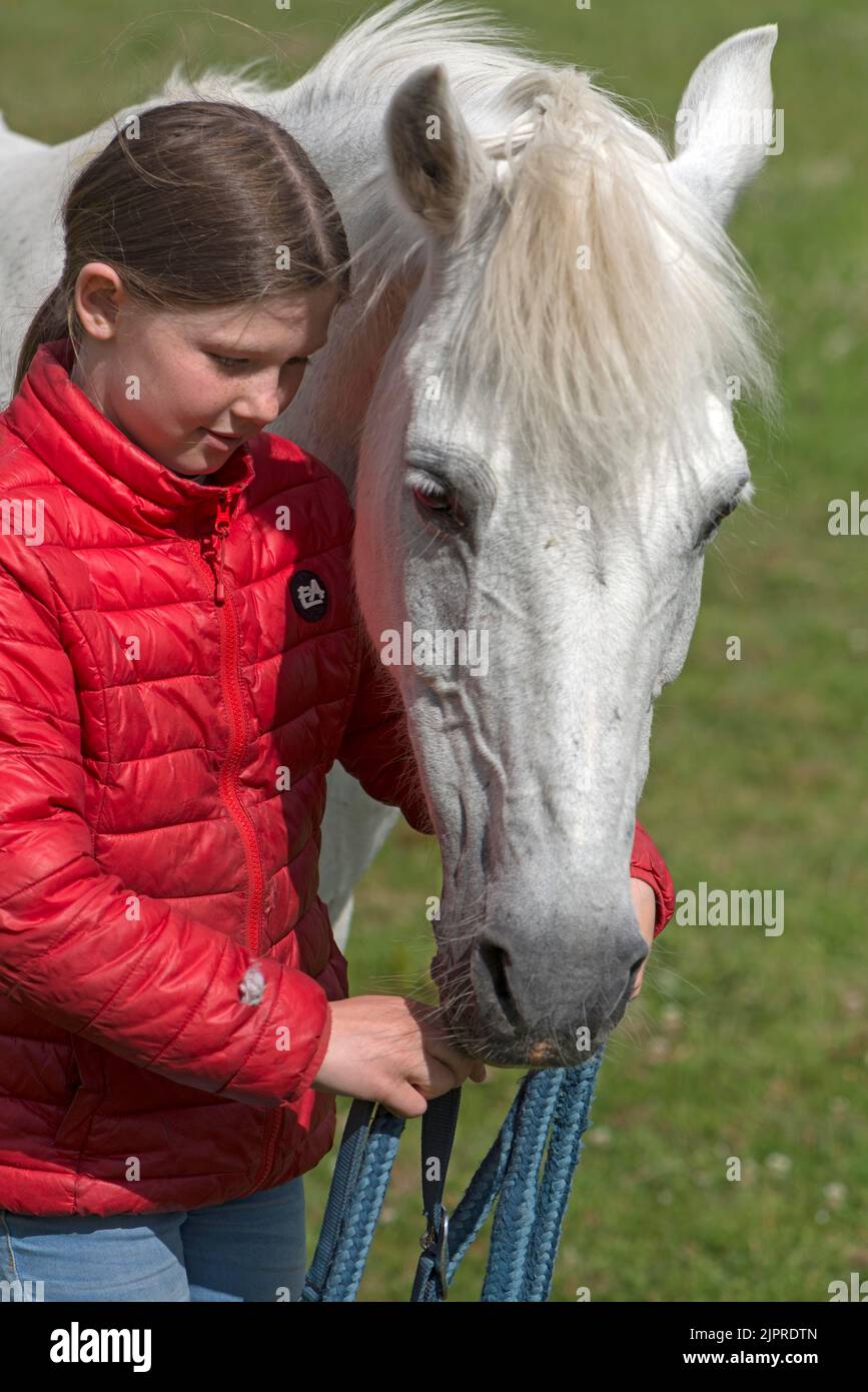 Girl, 10, puts the bridle on her horse, Mecklenburg-Vorpommern, Germany Stock Photo