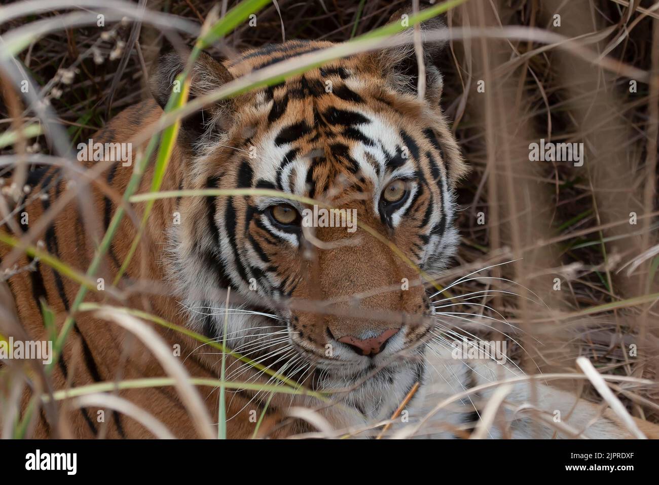 Bengal tiger (Panthera tigris tigris) adult looking through grass, Bandhavgarh, Madhya Pradesh, India Stock Photo