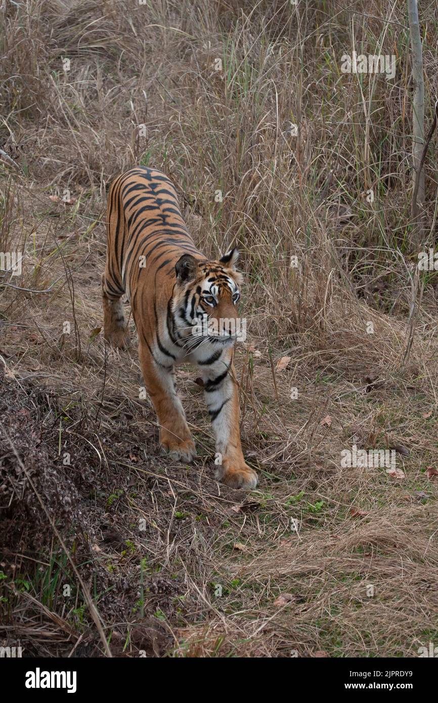 Bengal tiger (Panthera tigris tigris) adult walking in grassland