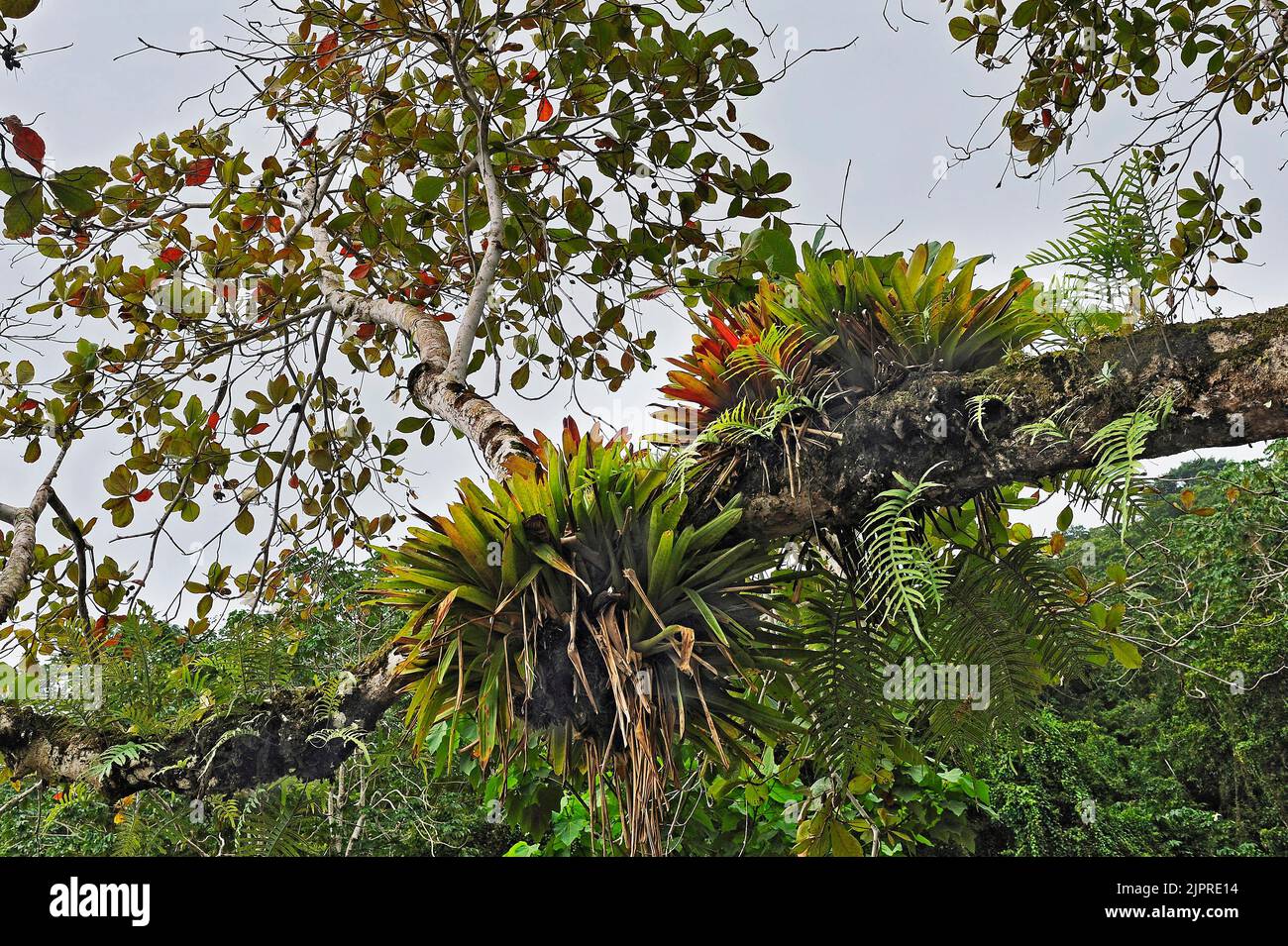 Epiphytes on tree branch, Cocos Island, UNESCO World Heritage Site, Costa Rica, Central America Stock Photo