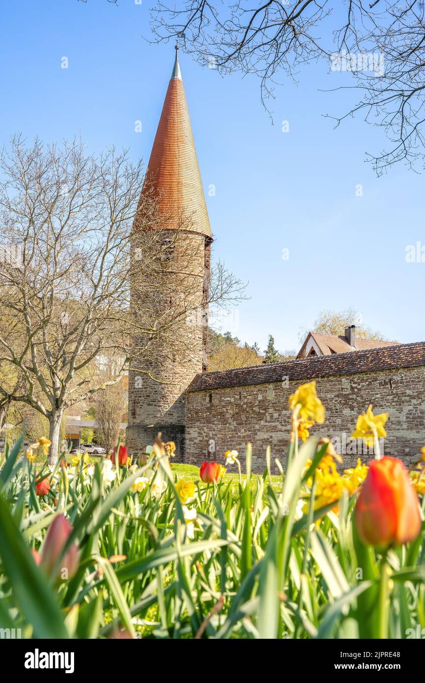 City wall with spring flowers, Weil der Stadt, Germany Stock Photo Alamy