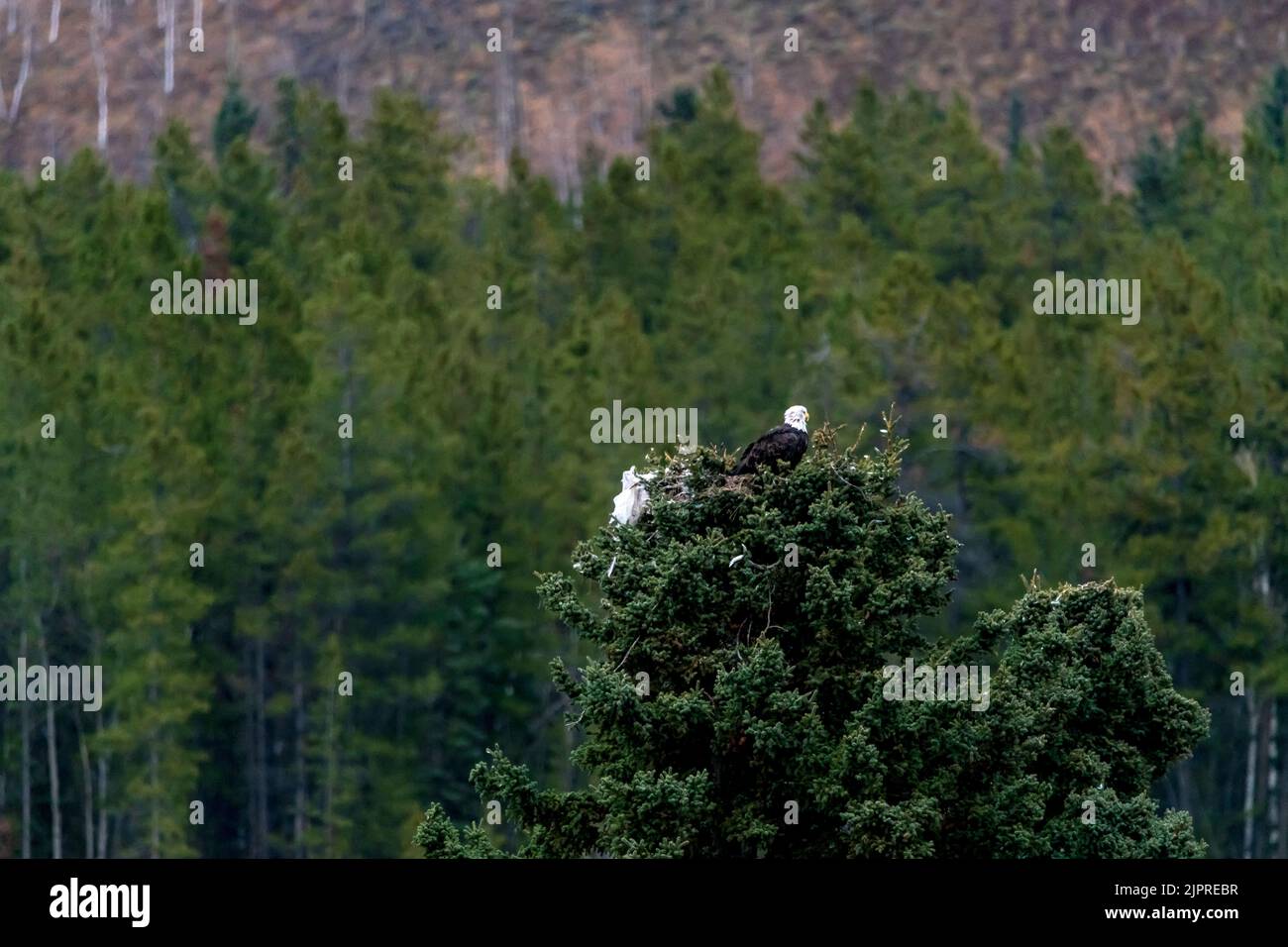 Bald eagle perched atop a spruce tree in Whitehorse, Yukon. Stock Photo