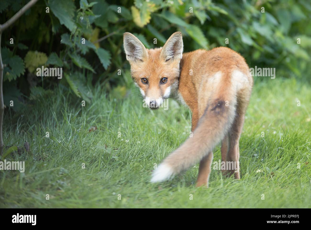 Red fox harrogate hires stock photography and images Alamy