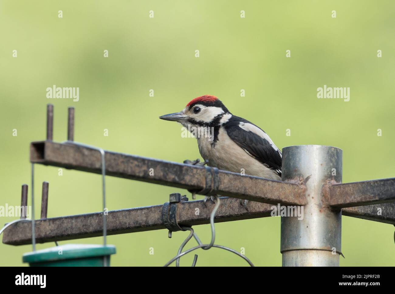 Juvenile Great Spotted Woodpecker on bird feeder Stock Photo