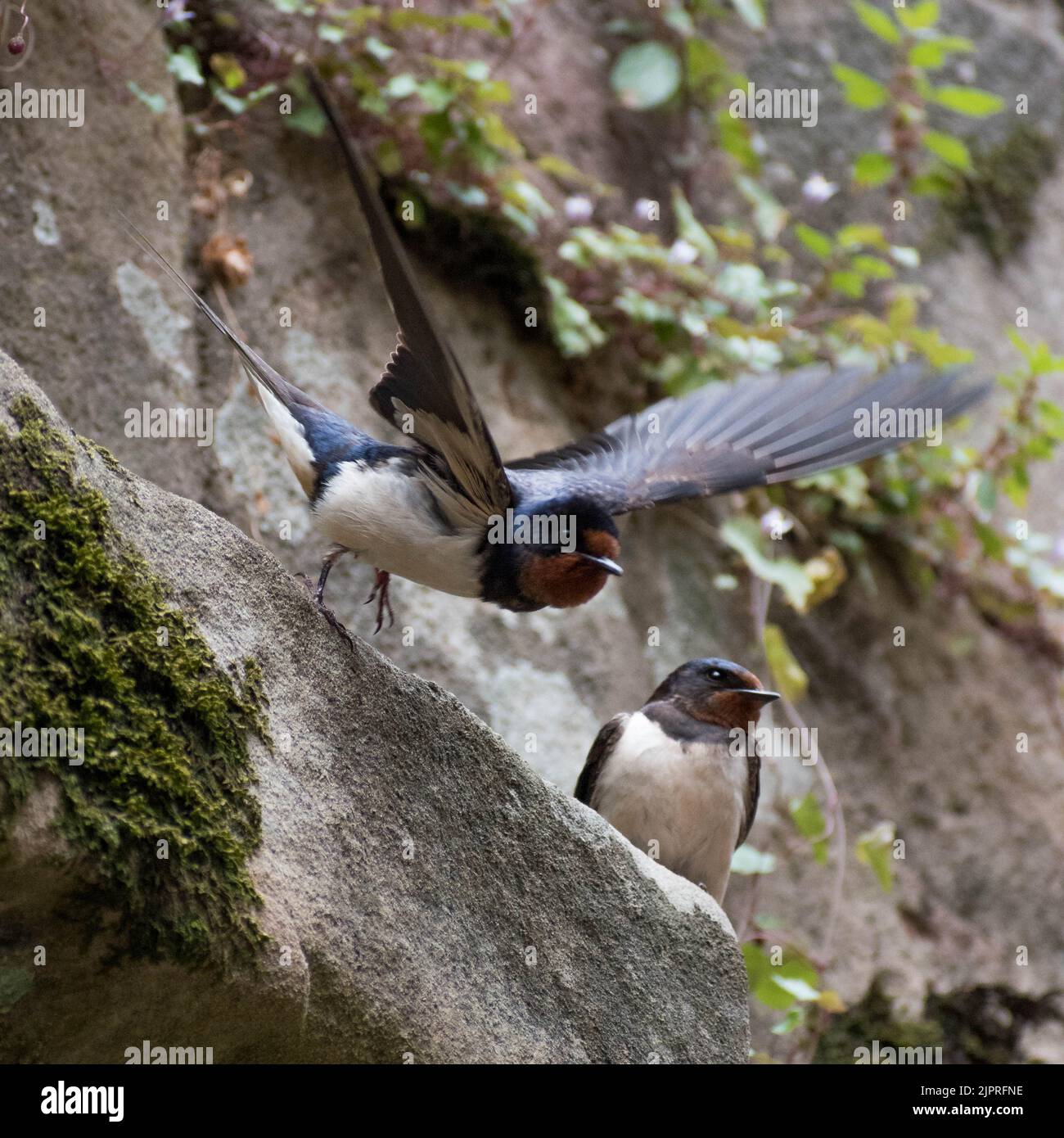Two swallows at Raglan Castle in Monmouthshire, Wales, Uk.  On stone perch with moss. Stock Photo