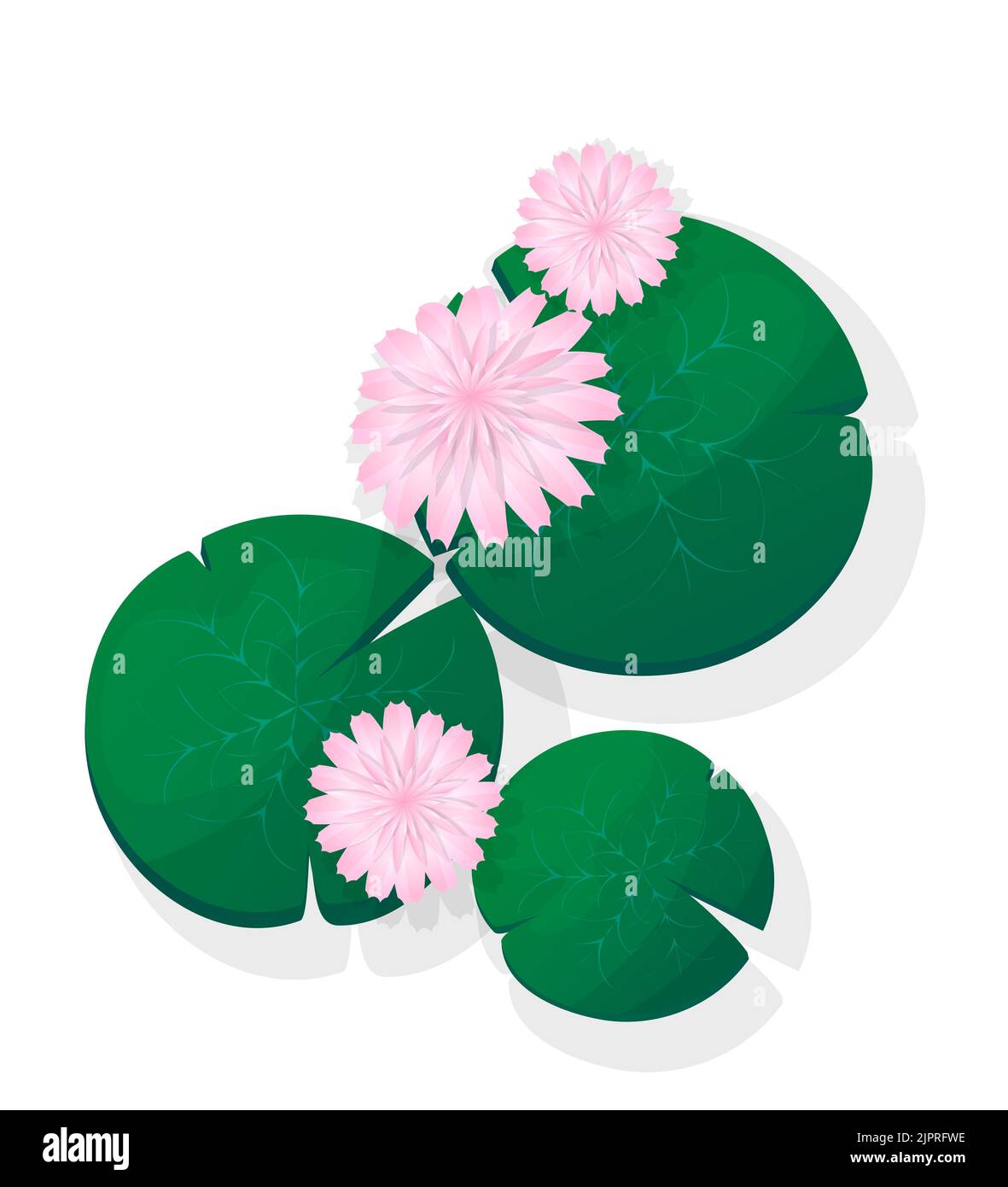 Pink lotus flower or Water Lily floating, isolated vector objects over white background Stock Photo