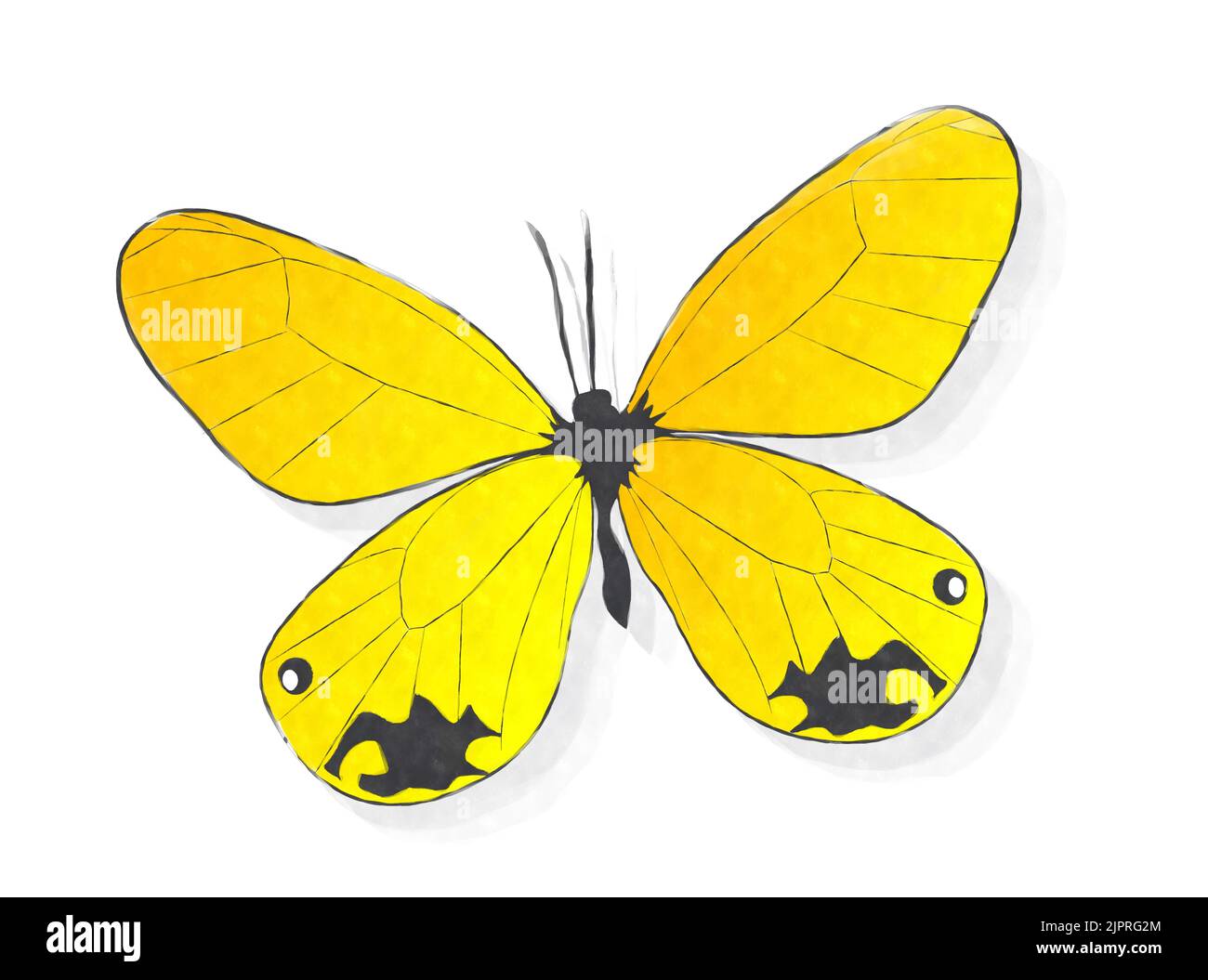 Yellow butterfly watercolor style drawing over white Stock Photo - Alamy