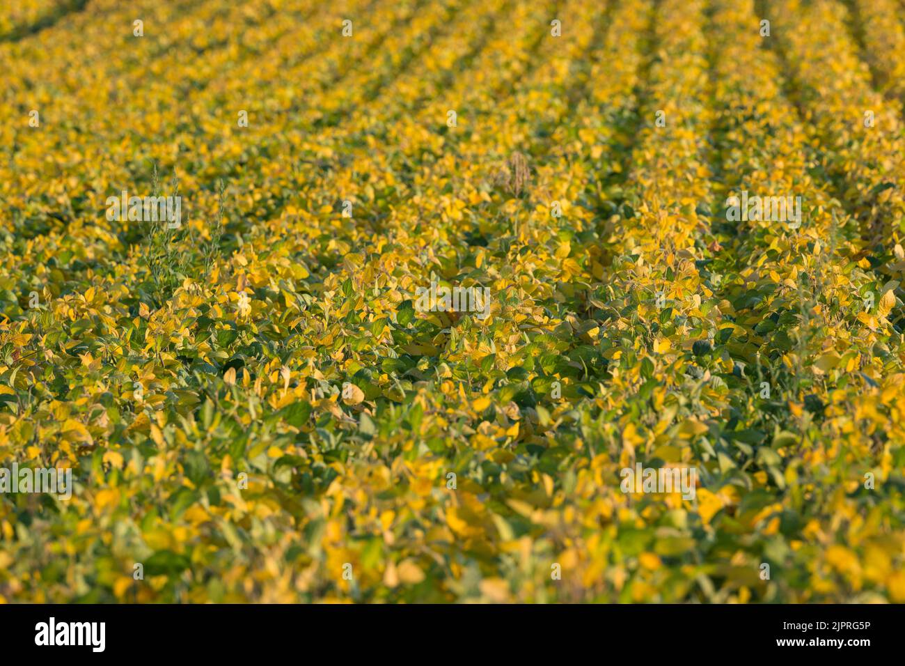Field with soja (Glycine max), soybean, Weinviertel, Hadres, Lower Austria, Austria Stock Photo