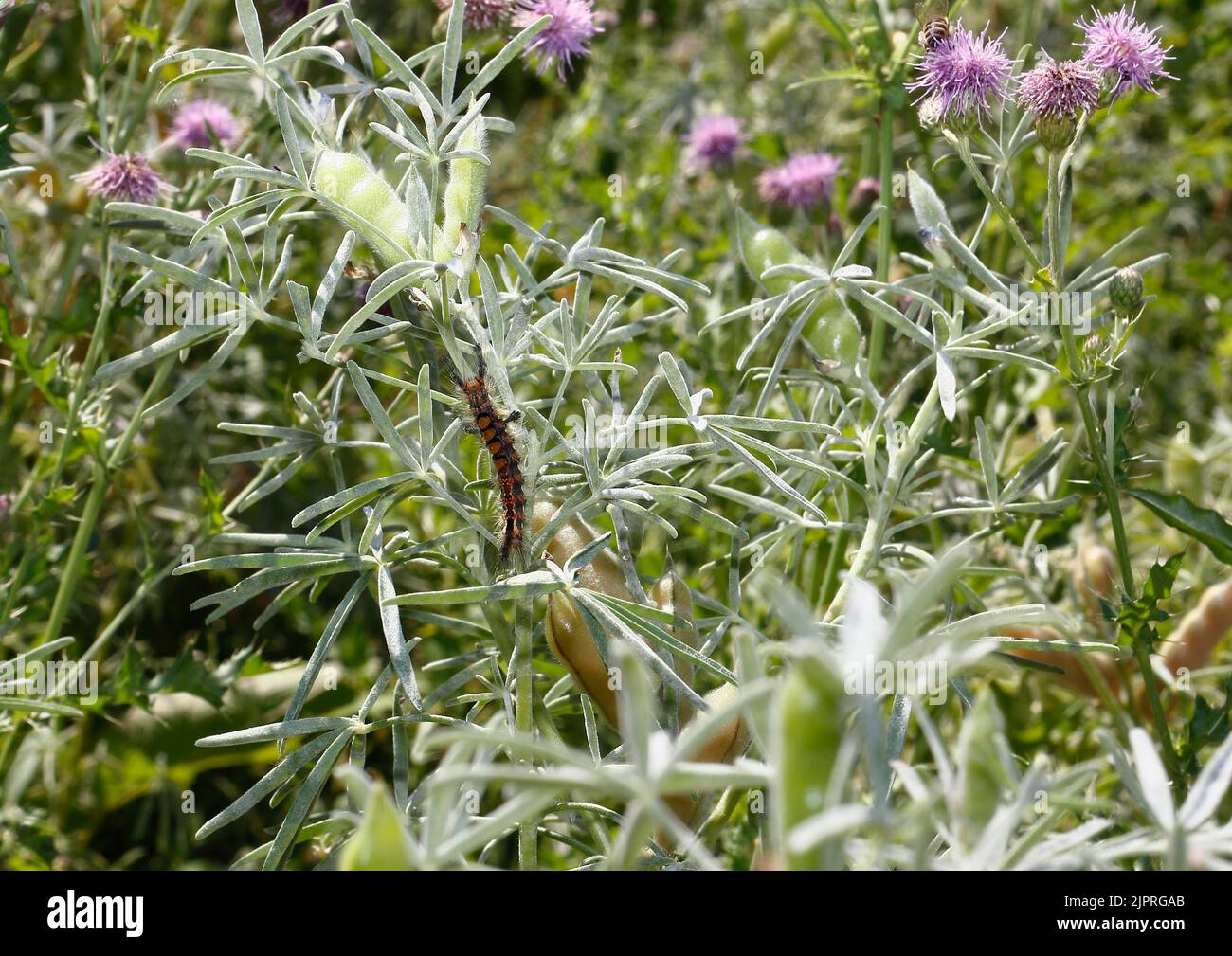 Rusty tussock moth (Orgyia antiqua), blackthorn moth, caterpillar on lupin (Lupinus), North Rhine-Westphalia, Germany Stock Photo