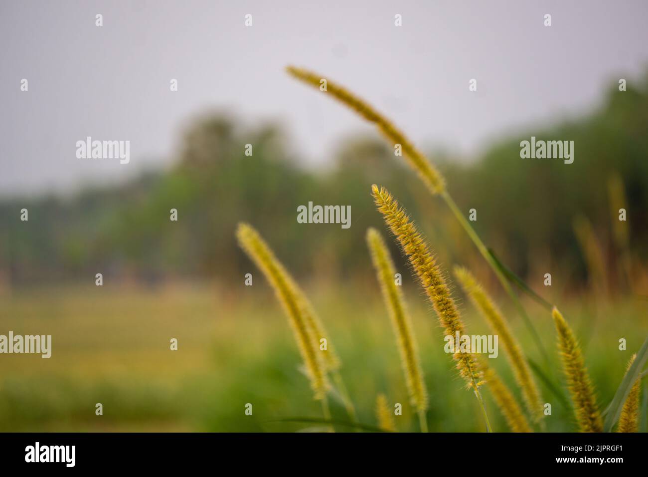 Millet is a small cereal grain that belongs to the grass family