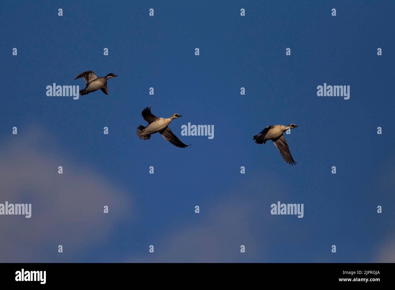 Smew In Flight Smew (Mergellus albellus) in flight, Kainuu, Finland Stock Photo - Alamy
