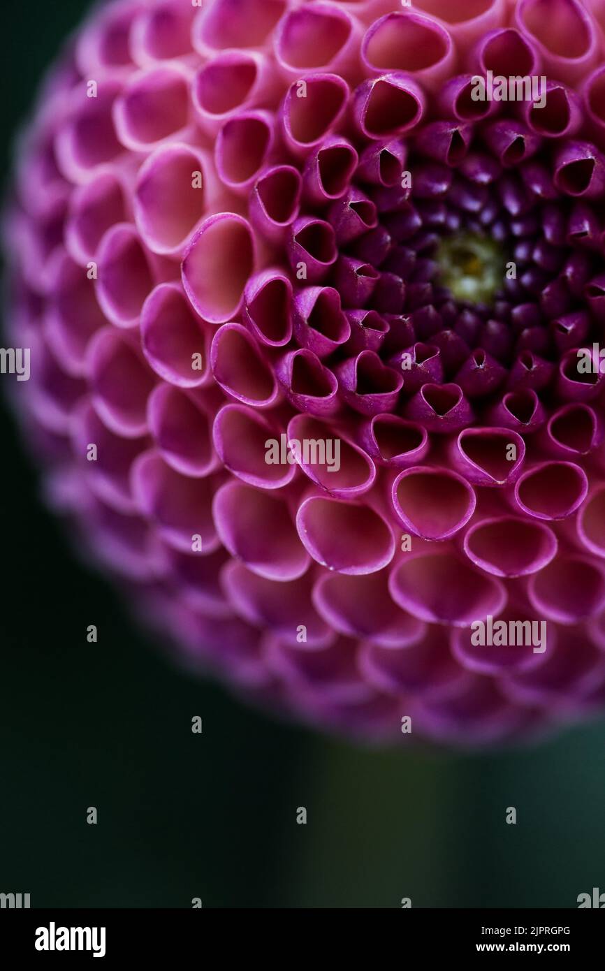 Flower of a dahlia, Botanical Garden Cologne, North RhineWestphalia