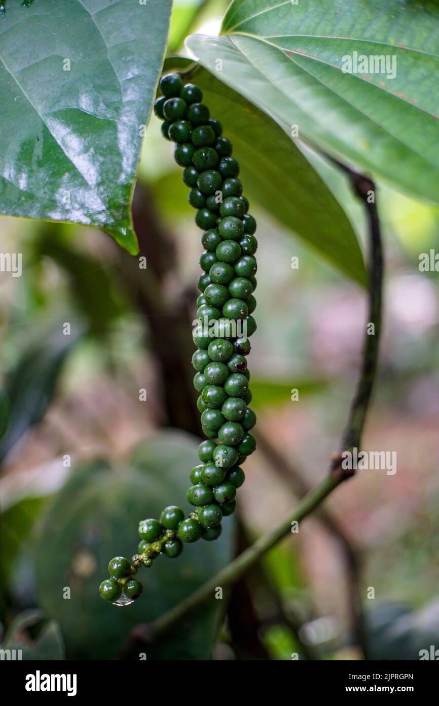 The vertical closeup view of a peppercorn plant growing in the leaves