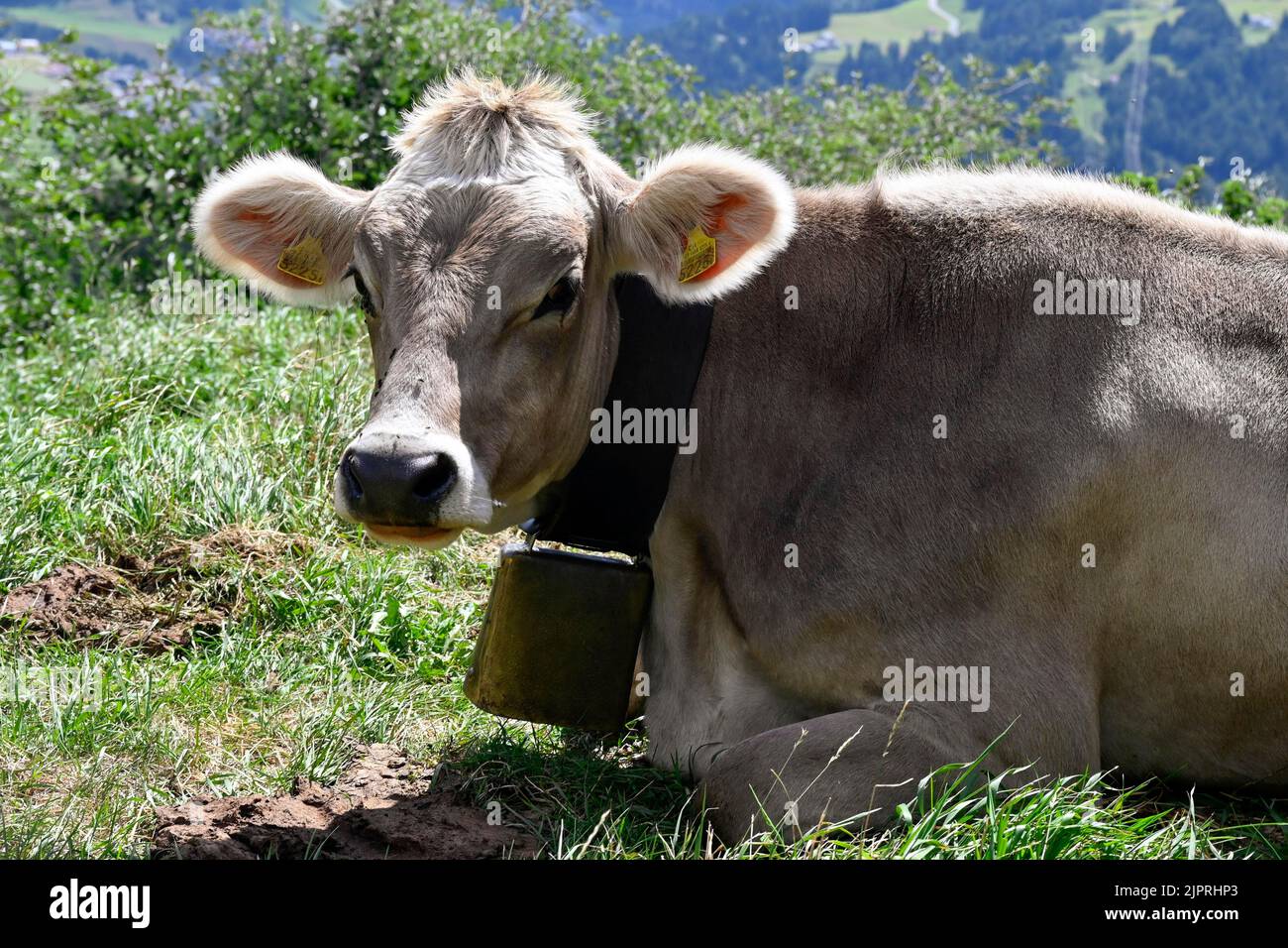 Dairy cow Brown cattle Stock Photo Alamy
