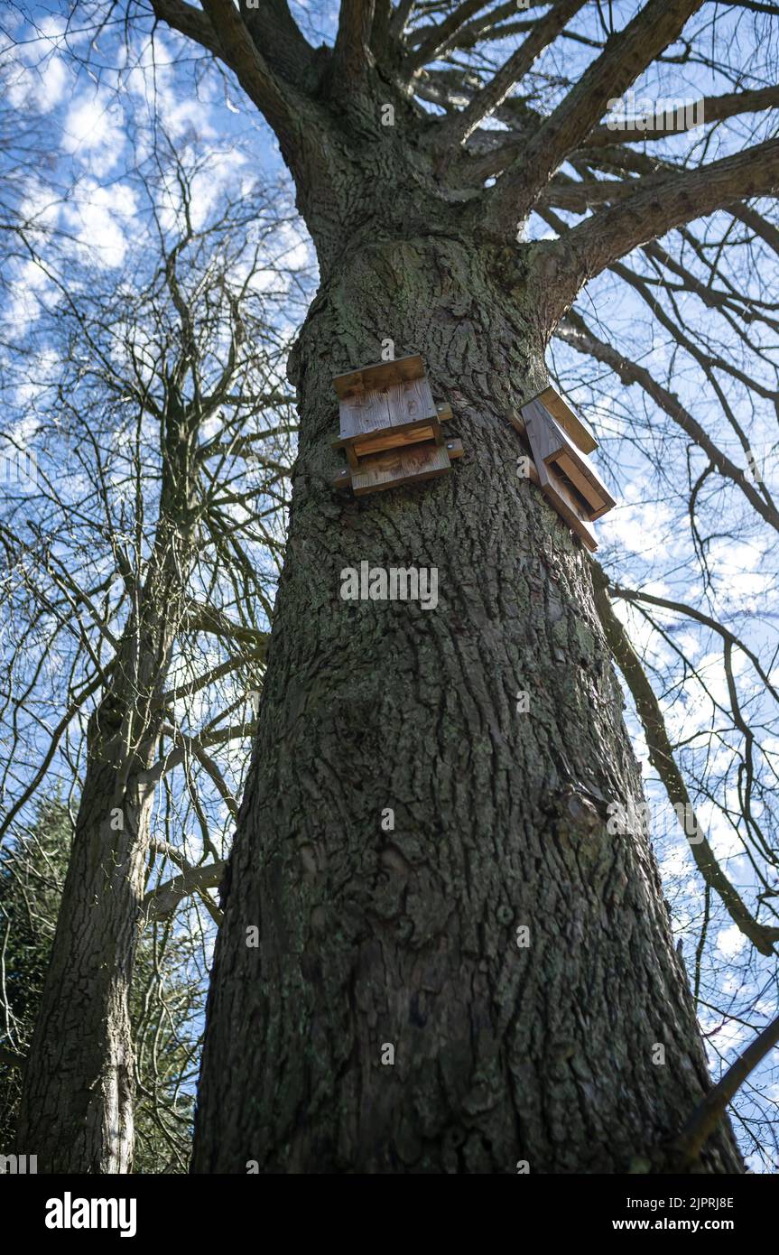 Bat box bat house wildlife conservation hires stock photography and images Alamy