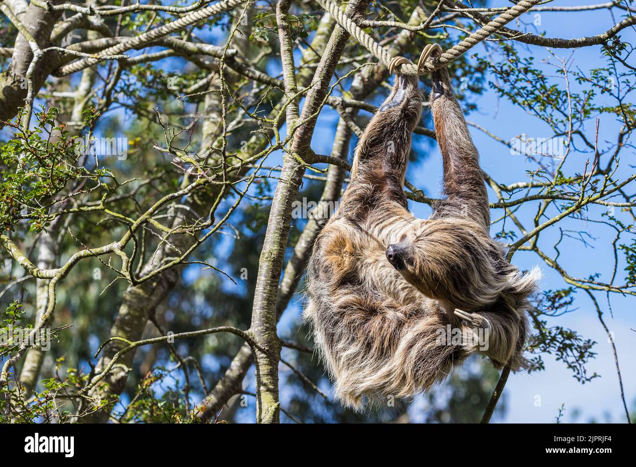 Two-toed sloth itching high up in a tree seen in Cheshire in August 2022. Stock Photo