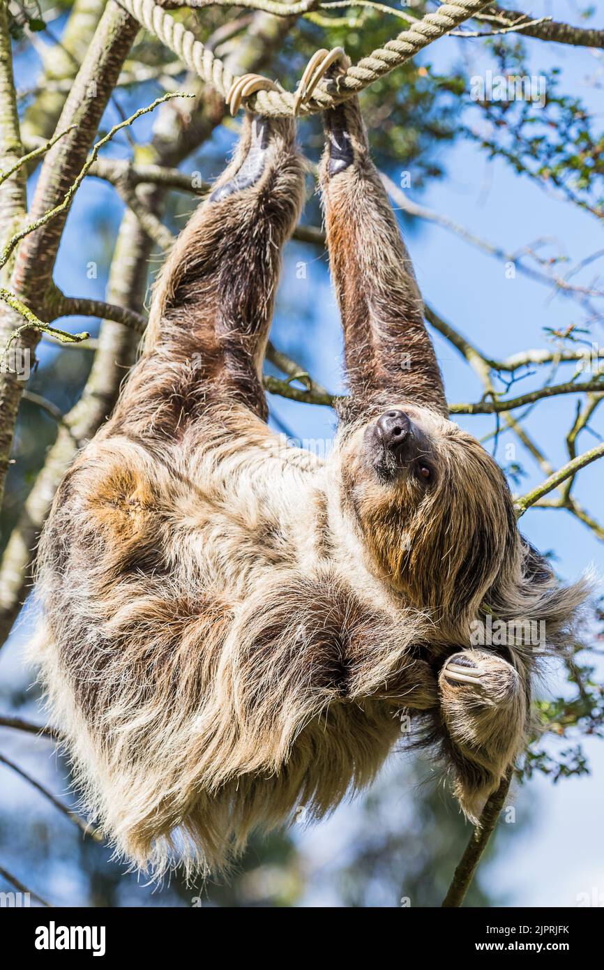Close up of a Two-toed sloth scratching whilst hanging from a rope between trees in Cheshire in August 2022. Stock Photo