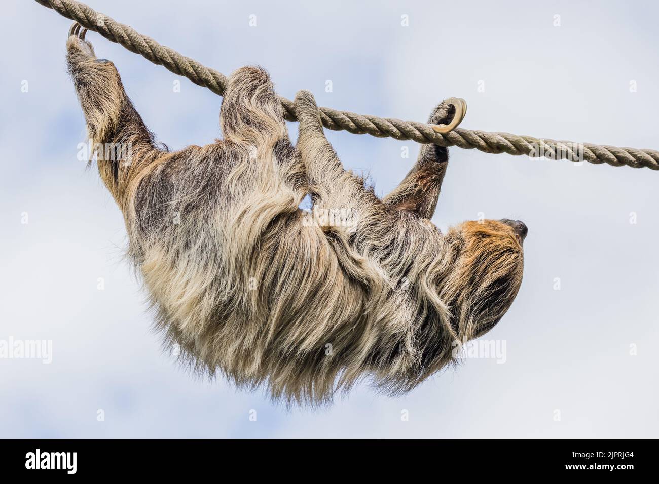 Two-toed sloth moving down a rope between a couple of trees in Cheshire seen in August 2022. Stock Photo