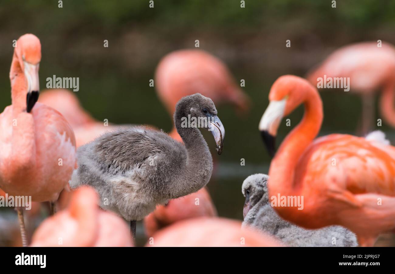 New born Caribbean flamingo in grey feathers seen between brighter adults in Cheshire in August 2022. Stock Photo
