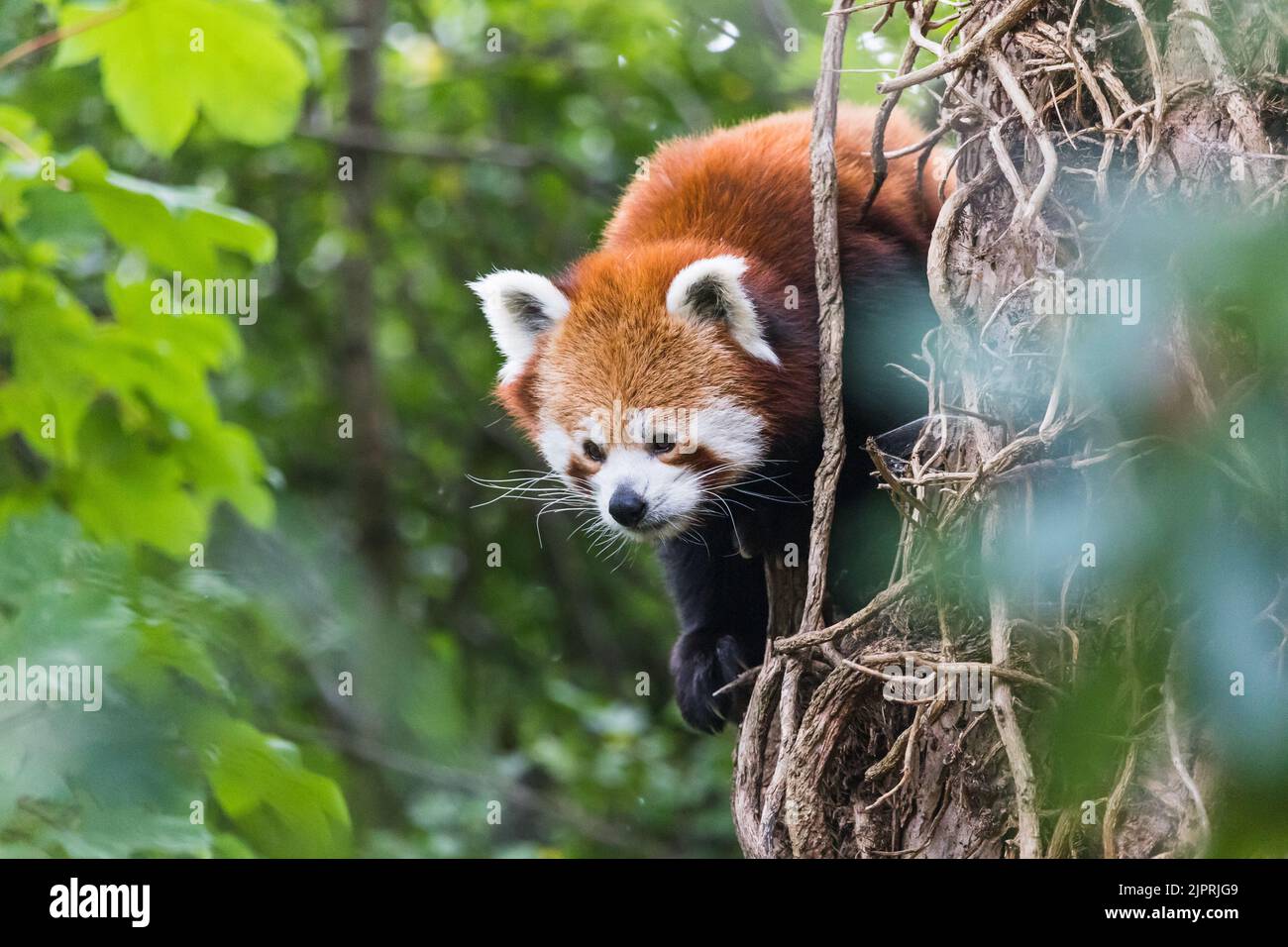 A Red panda peeks from behind a tree in Cheshire in August 2022. Stock Photo