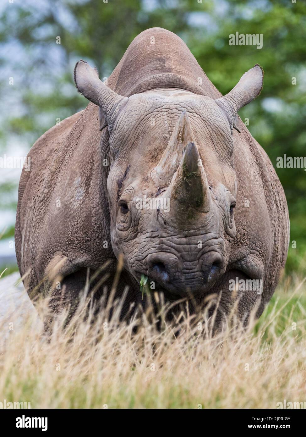 Face on with a Black rhinoceros seen in grassland in Cheshire during August 2022. Stock Photo
