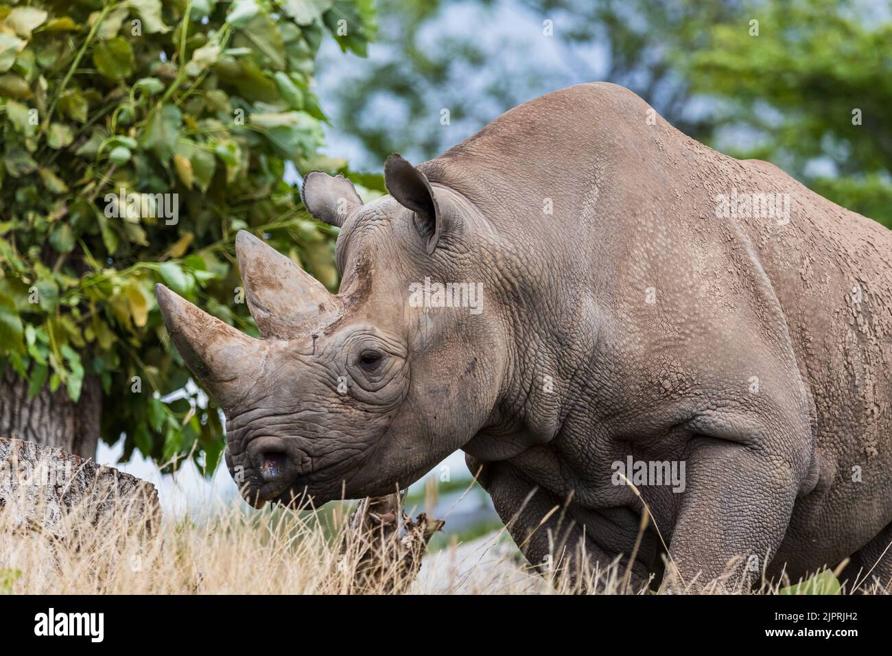 A Black rhinoceros seen moving through grassland and under trees in Cheshire in August 2022. Stock Photo