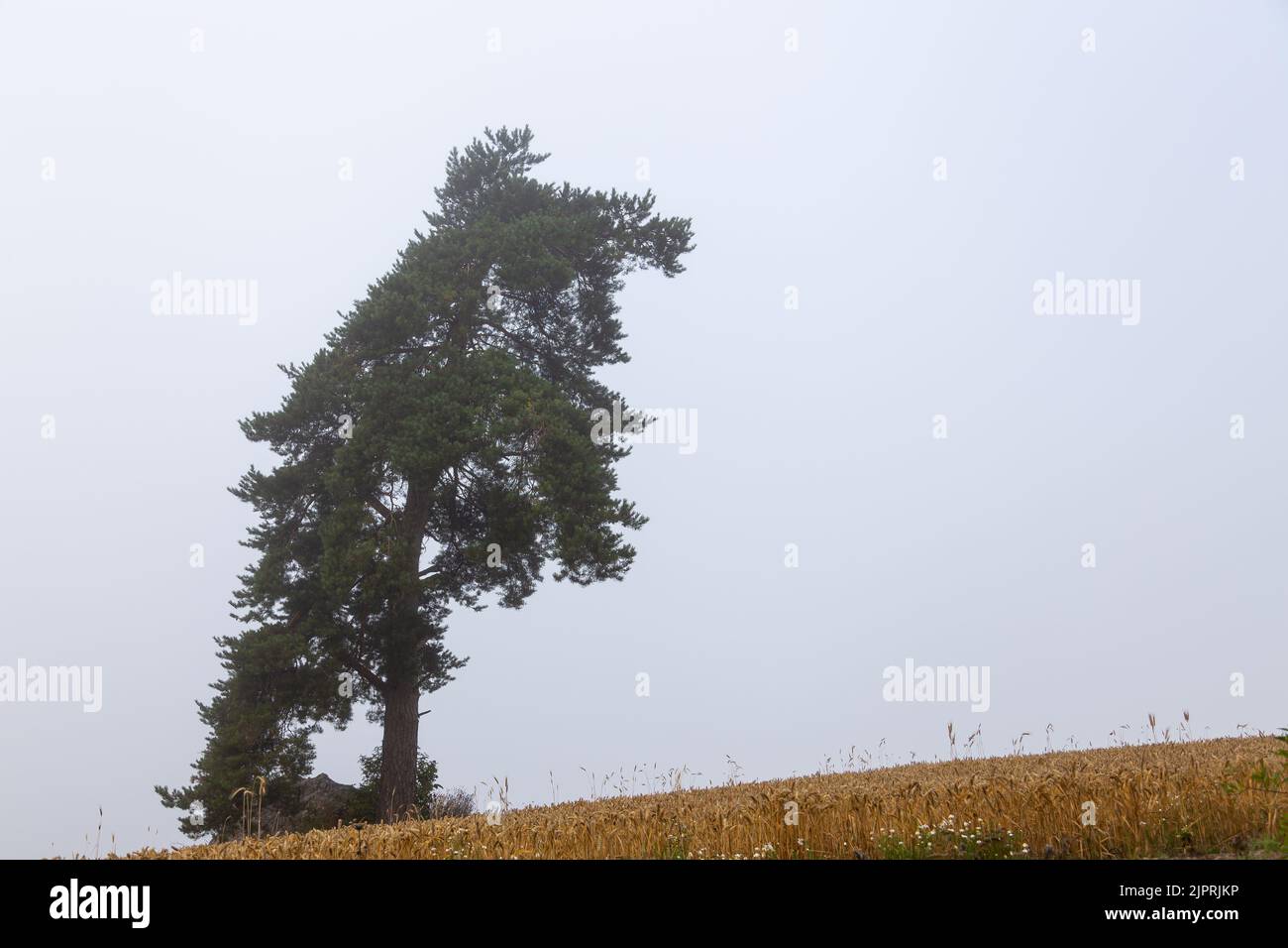 A lonely pine tree grows in a field in the countryside in Finland. The air is foggy and the sky is gray. Lots of empty space. Stock Photo