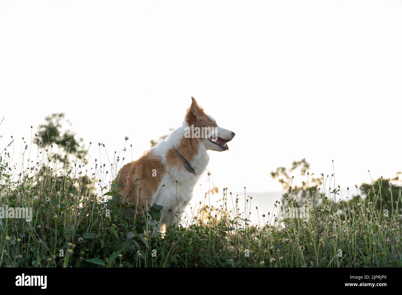 A cute dog standing on the green medaow at sunset, looking around Stock ...