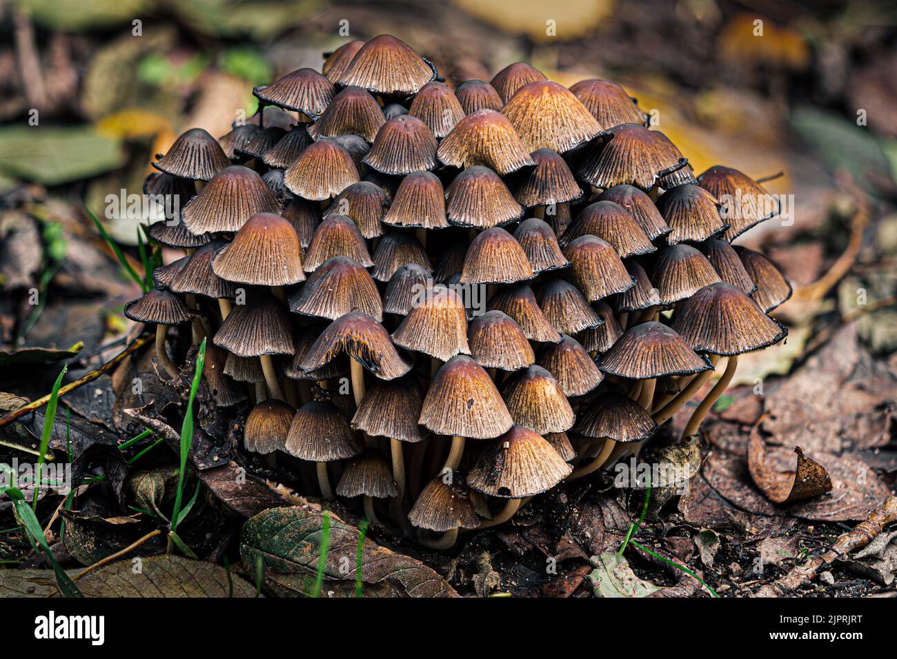 Colony of Glistening Inkcaps on the ground in autumn in the National Park Lobau in Vienna, Austria. Stock Photo