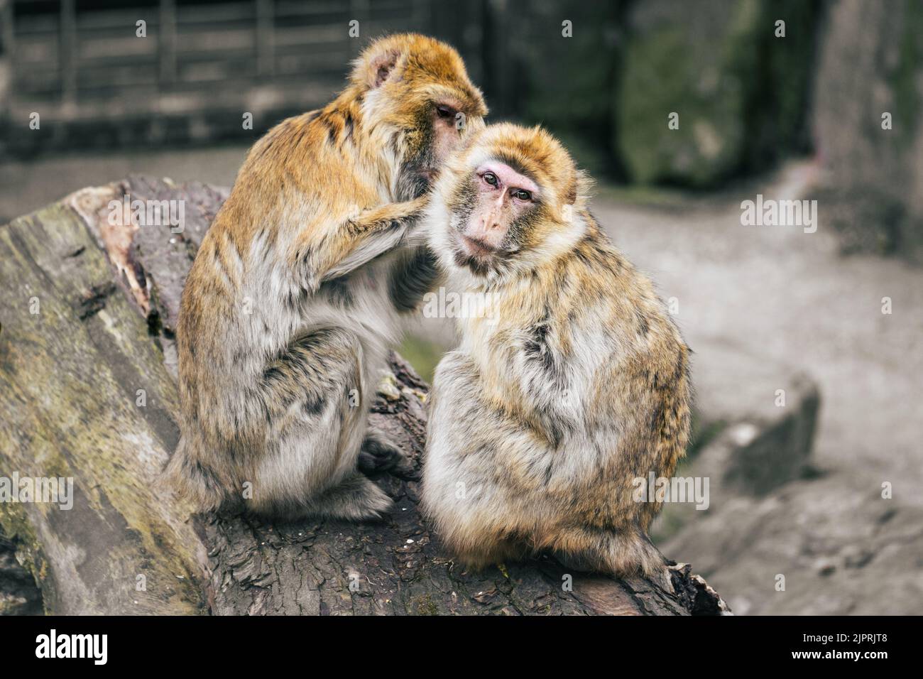 Barbary macaque monkey grooming another one while sitting on a wooden log in Tiergarten Schönbrunn Zoo, Vienna. Stock Photo
