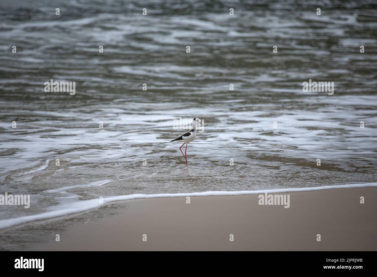 A stilt walker bird on the beach in Florianopolis, Brazil Stock Photo