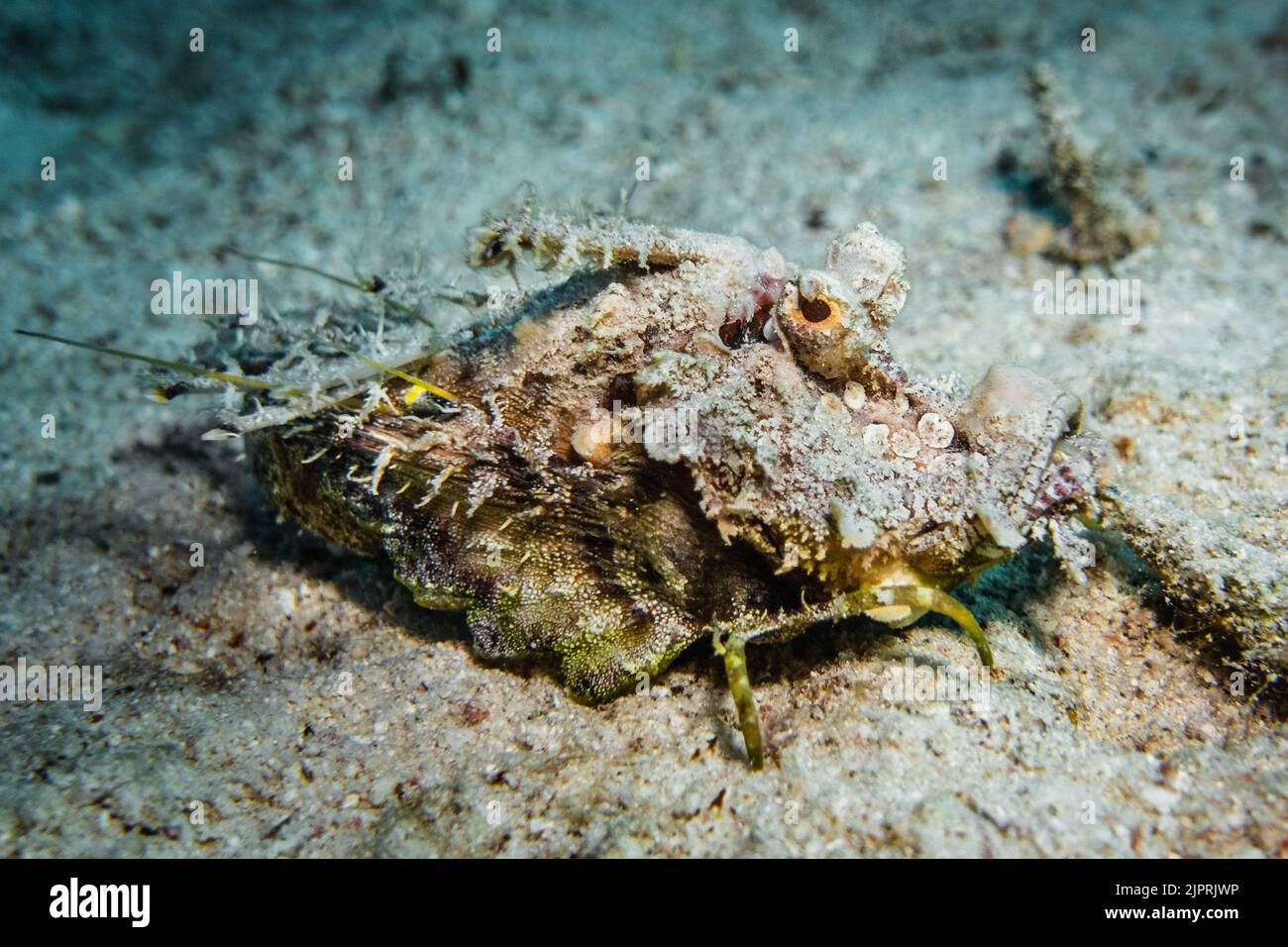 Filament Devilfish viewed sideways sitting on the sand in Dolphinhouse, Egypt near Hurghada. Stock Photo