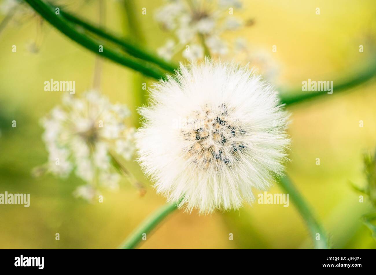 Blooming cat's ear plant in nice light in a park in Vienna, Austria. Stock Photo