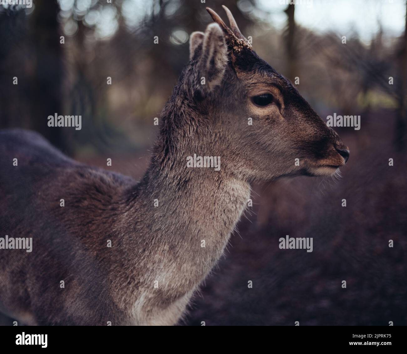 A closeup side profile of a deer in a park Stock Photo